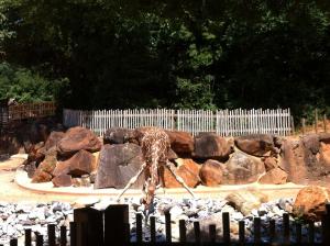Zoo Atlanta-Animal