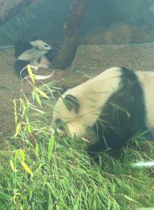 Zoo Atlanta-Panda 2