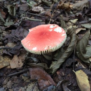 Watson Mill Bridge SP 2