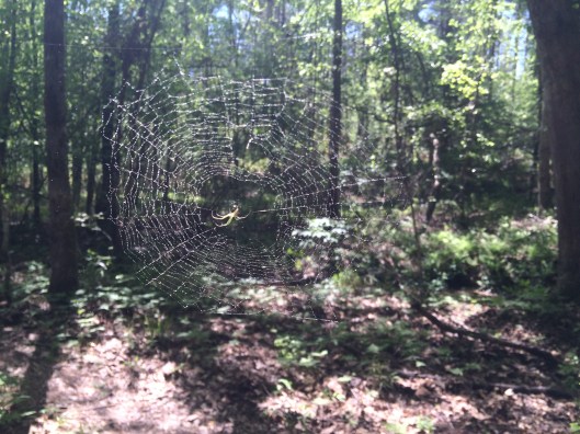 Chattahoochee Bend 1