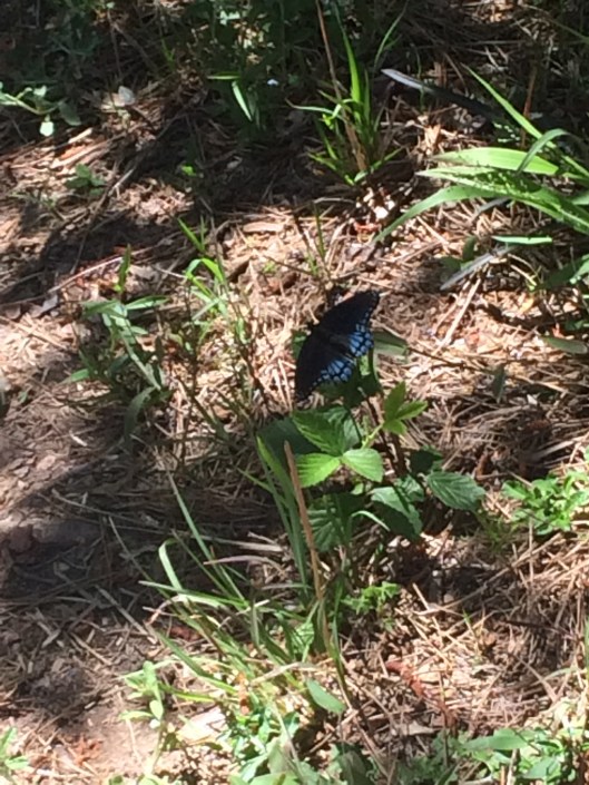 Chattahoochee Bend 6