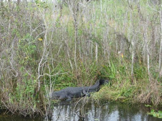 Everglades 8
