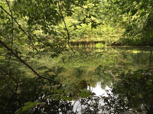 12032950_10205192087504295_1340048447217508782_n