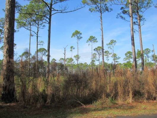 1510401_10204560120785522_4335044982706921236_n