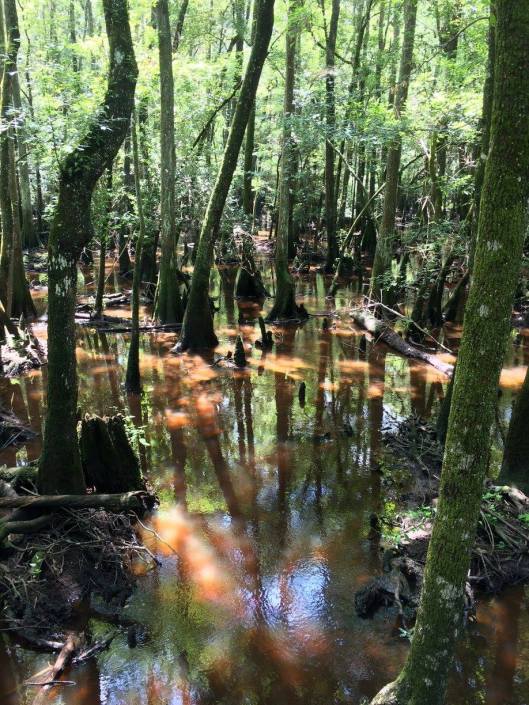 13698115_10207269297513247_5847543749243375064_o