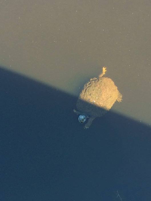 14047136_10207269295473196_1376577556511844689_o