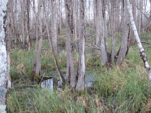 775275_10205964010601890_8919545955874480138_o