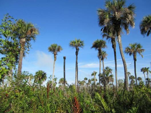 11048654_10204560143826098_5682325002284005828_n