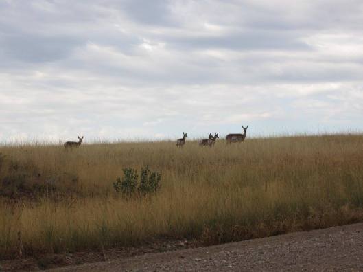 Tongue River Reservoir 3